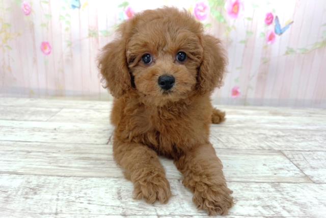 長野県のトイプードル(トイ) (Coo&RIKU綿半諏訪店/2026年4月5日生まれ/男の子/レッド)の子犬の1枚目の画像
