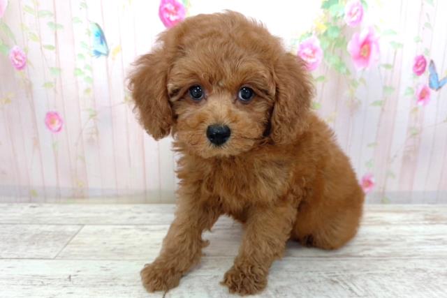 長野県のトイプードル(トイ) (Coo&RIKU綿半諏訪店/2026年4月5日生まれ/男の子/レッド)の子犬の2枚目の画像