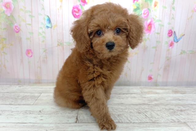 長野県のトイプードル(トイ) (Coo&RIKU綿半諏訪店/2026年4月5日生まれ/男の子/レッド)の子犬の3枚目の画像