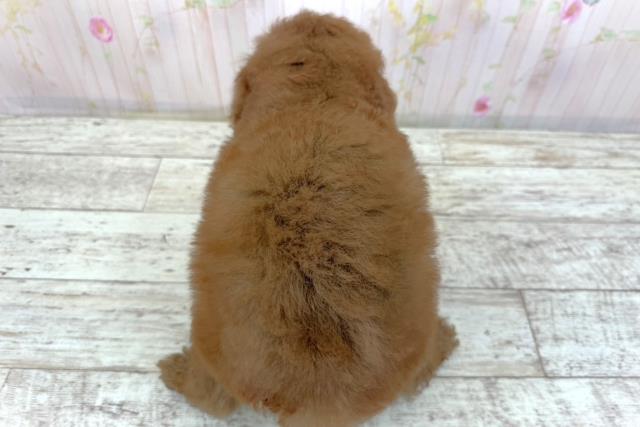 長野県のトイプードル(トイ) (Coo&RIKU綿半諏訪店/2026年4月5日生まれ/男の子/レッド)の子犬の4枚目の画像