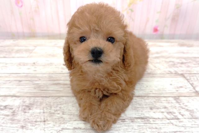 長野県のトイプードル(トイ) (Coo&RIKU長野店/2026年4月5日生まれ/男の子/レッド)の子犬
