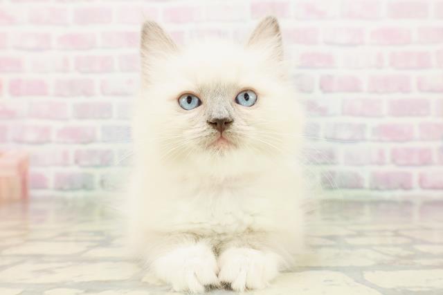 東京都のラグドール (Coo&RIKU下北沢店/2026年3月30日生まれ/女の子/ブルーポイントミテッド)の子猫の1枚目の画像