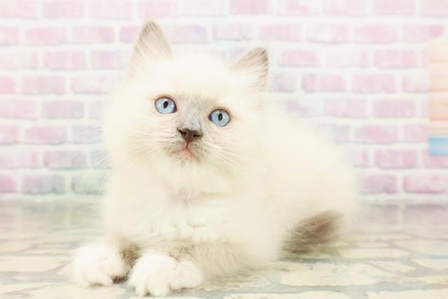 東京都のラグドール (Coo&RIKU下北沢店/2026年3月30日生まれ/女の子/ブルーポイントミテッド)の子猫の2枚目の画像