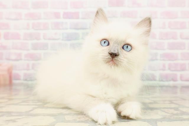 東京都のラグドール (Coo&RIKU下北沢店/2026年3月30日生まれ/女の子/ブルーポイントミテッド)の子猫の3枚目の画像