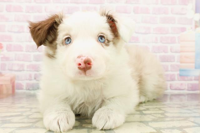 宮城県のボーダーコリー (Coo&RIKU仙台太白店/2026年4月5日生まれ/男の子/チョコレートマール)の子犬の1枚目の画像