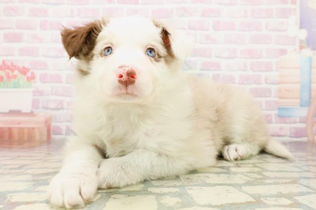宮城県のボーダーコリー (Coo&RIKU仙台太白店/2026年4月5日生まれ/男の子/チョコレートマール)の子犬の2枚目の画像