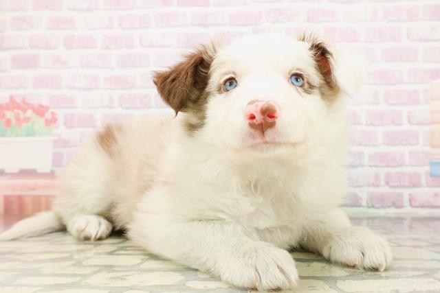 宮城県のボーダーコリー (Coo&RIKU仙台太白店/2026年4月5日生まれ/男の子/チョコレートマール)の子犬の3枚目の画像