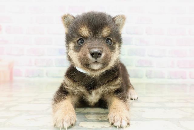 東京都の豆柴 (Coo&RIKU新宿三丁目店/2026年4月5日生まれ/男の子/黒)の子犬