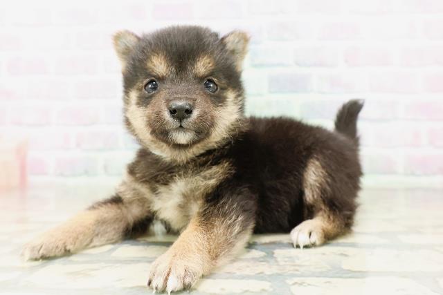 東京都の豆柴 (Coo&RIKU新宿三丁目店/2026年4月5日生まれ/男の子/黒)の子犬の2枚目の画像
