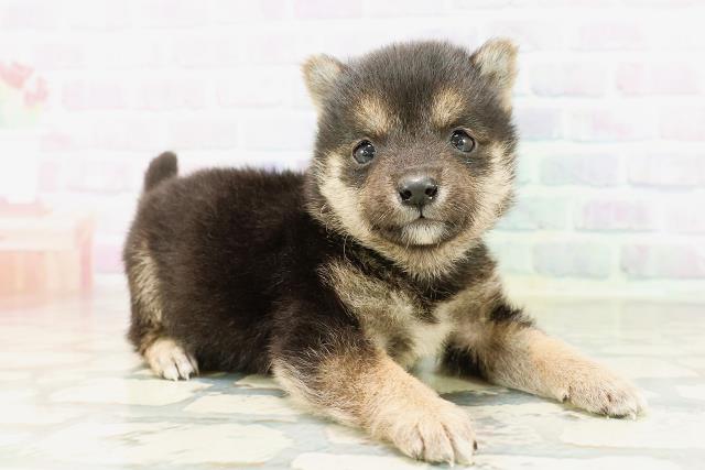 東京都の豆柴 (Coo&RIKU新宿三丁目店/2026年4月5日生まれ/男の子/黒)の子犬の3枚目の画像