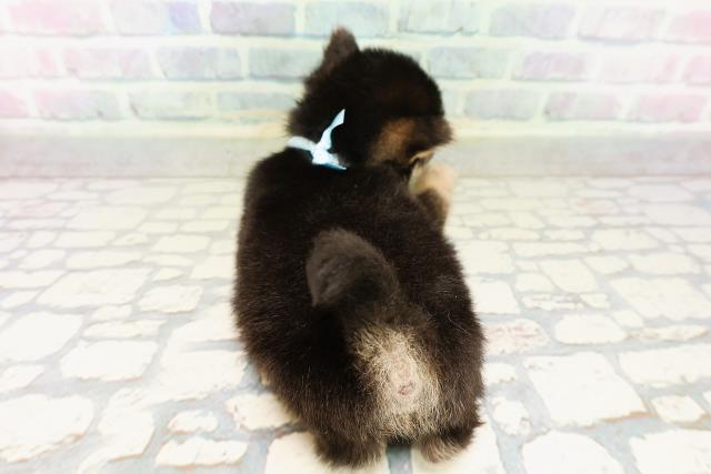 東京都の豆柴 (Coo&RIKU新宿三丁目店/2026年4月5日生まれ/男の子/黒)の子犬の4枚目の画像