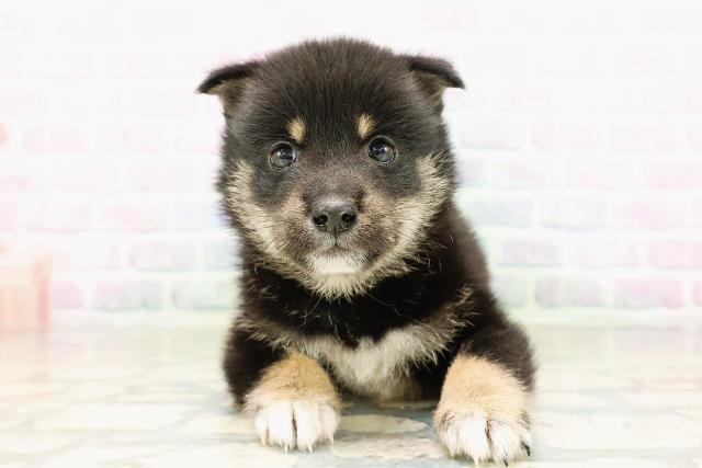 東京都の豆柴 (Coo&RIKU武蔵小山店/2026年4月5日生まれ/男の子/黒)の子犬の1枚目の画像