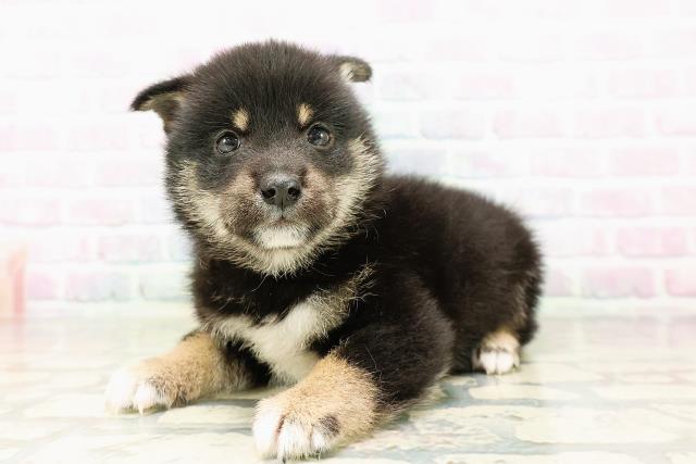 東京都の豆柴 (Coo&RIKU武蔵小山店/2026年4月5日生まれ/男の子/黒)の子犬の2枚目の画像