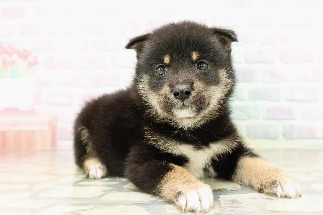 東京都の豆柴 (Coo&RIKU武蔵小山店/2026年4月5日生まれ/男の子/黒)の子犬の3枚目の画像