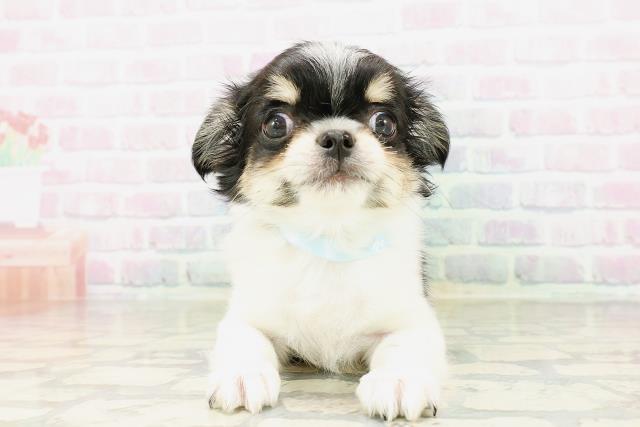 東京都のチワワ(ロング) (Coo&RIKU高円寺店/2026年4月4日生まれ/男の子/ブラックタンホワイト)の子犬の1枚目の画像