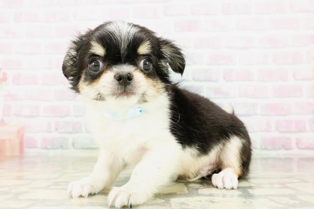 東京都のチワワ(ロング) (Coo&RIKU高円寺店/2026年4月4日生まれ/男の子/ブラックタンホワイト)の子犬の2枚目の画像