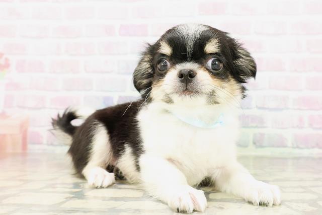 東京都のチワワ(ロング) (Coo&RIKU高円寺店/2026年4月4日生まれ/男の子/ブラックタンホワイト)の子犬の3枚目の画像
