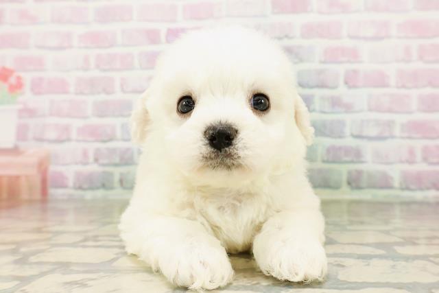 東京都のビションフリーゼ (Coo&RIKU武蔵小山店/2026年4月4日生まれ/男の子/ホワイト)の子犬の1枚目の画像