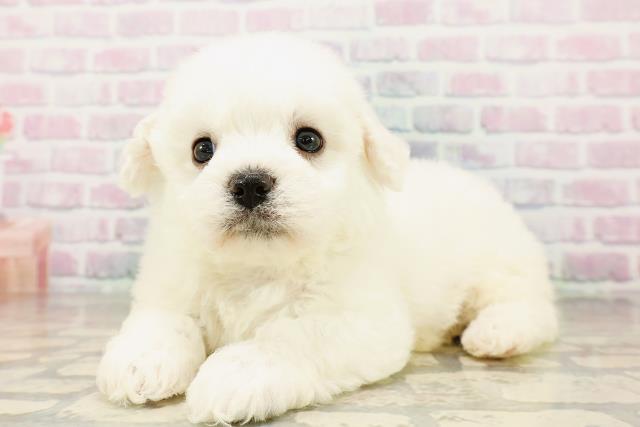 東京都のビションフリーゼ (Coo&RIKU武蔵小山店/2026年4月4日生まれ/男の子/ホワイト)の子犬の2枚目の画像
