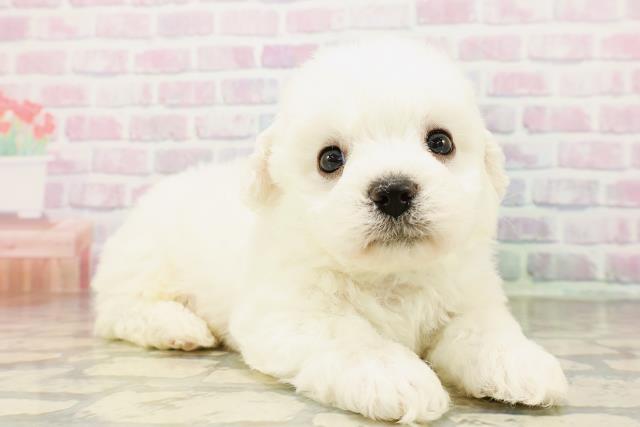 東京都のビションフリーゼ (Coo&RIKU武蔵小山店/2026年4月4日生まれ/男の子/ホワイト)の子犬の3枚目の画像