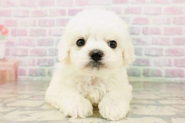 東京都のビションフリーゼ (Coo&RIKU池袋西口店/2026年4月4日生まれ/男の子/ホワイト)の子犬の1枚目の画像
