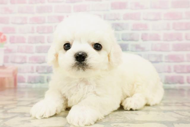 東京都のビションフリーゼ (Coo&RIKU池袋西口店/2026年4月4日生まれ/男の子/ホワイト)の子犬の2枚目の画像