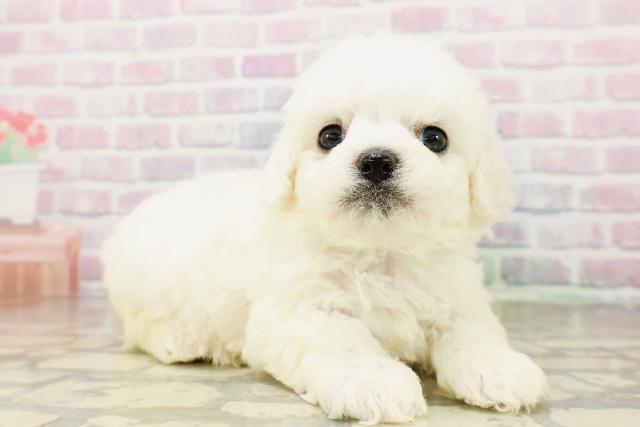 東京都のビションフリーゼ (Coo&RIKU池袋西口店/2026年4月4日生まれ/男の子/ホワイト)の子犬の3枚目の画像