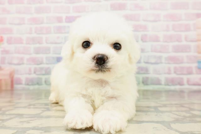 東京都のビションフリーゼ (Coo&RIKU新宿三丁目店/2026年4月4日生まれ/男の子/ホワイト)の子犬