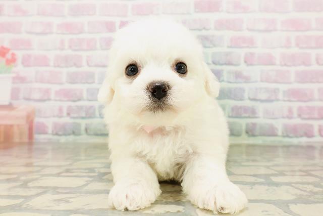 東京都のビションフリーゼ (Coo&RIKU広尾店/2026年4月4日生まれ/女の子/ホワイト)の子犬