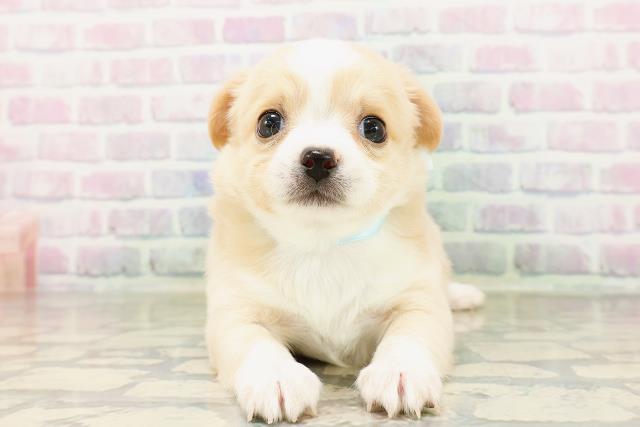 東京都のチワワ(ロング) (Coo&RIKU下北沢店/2026年4月4日生まれ/男の子/クリームホワイト)の子犬の1枚目の画像