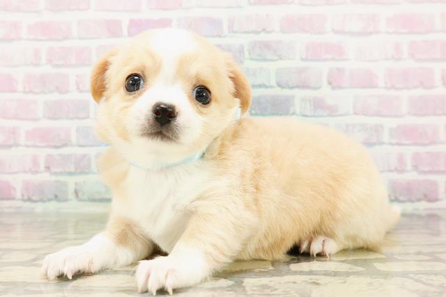 東京都のチワワ(ロング) (Coo&RIKU下北沢店/2026年4月4日生まれ/男の子/クリームホワイト)の子犬の2枚目の画像