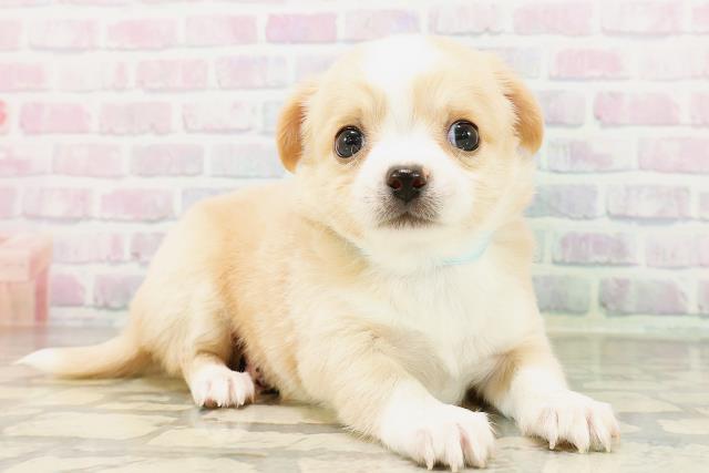 東京都のチワワ(ロング) (Coo&RIKU下北沢店/2026年4月4日生まれ/男の子/クリームホワイト)の子犬の3枚目の画像