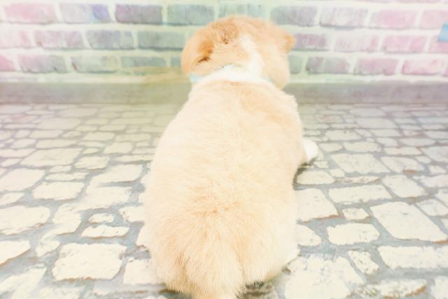 東京都のチワワ(ロング) (Coo&RIKU下北沢店/2026年4月4日生まれ/男の子/クリームホワイト)の子犬の4枚目の画像