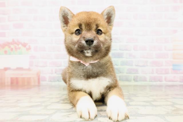 柴犬
