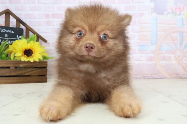 広島県のポメラニアン (Coo&RIKU広島中央店/2026年4月2日生まれ/男の子/ビーバー)の子犬