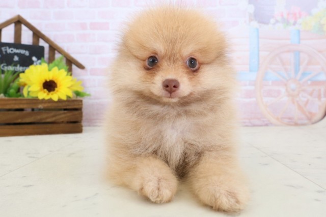 岡山県のポメラニアン (Coo&RIKU岡山店/2026年4月2日生まれ/男の子/ビーバー)の子犬の1枚目の画像