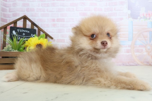 岡山県のポメラニアン (Coo&RIKU岡山店/2026年4月2日生まれ/男の子/ビーバー)の子犬の2枚目の画像