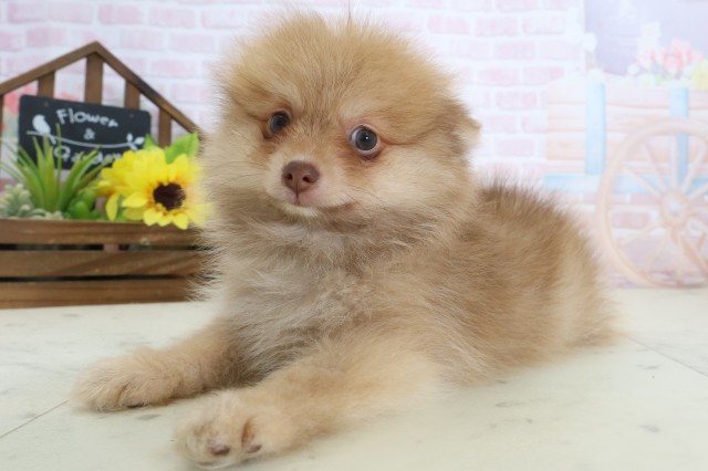 岡山県のポメラニアン (Coo&RIKU岡山店/2026年4月2日生まれ/男の子/ビーバー)の子犬の3枚目の画像