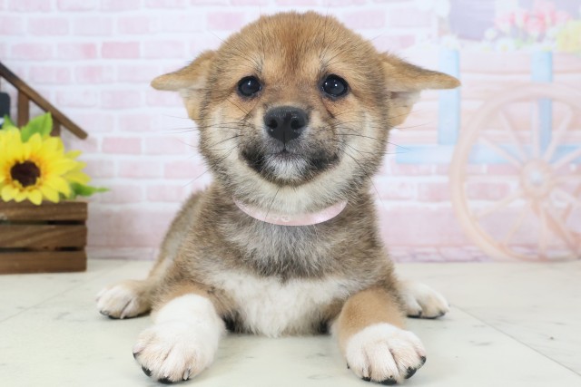 山口県の柴犬(標準サイズ) (Coo&RIKUサンパークあじす店/2026年4月2日生まれ/女の子/赤)の子犬の1枚目の画像