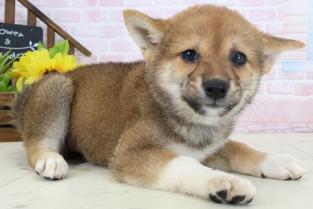 山口県の柴犬(標準サイズ) (Coo&RIKUサンパークあじす店/2026年4月2日生まれ/女の子/赤)の子犬の2枚目の画像