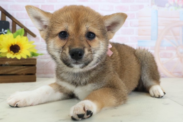 山口県の柴犬(標準サイズ) (Coo&RIKUサンパークあじす店/2026年4月2日生まれ/女の子/赤)の子犬の3枚目の画像
