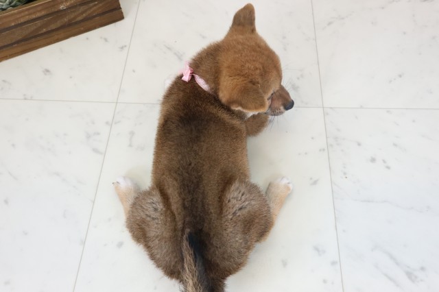 山口県の柴犬(標準サイズ) (Coo&RIKUサンパークあじす店/2026年4月2日生まれ/女の子/赤)の子犬の4枚目の画像