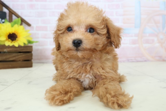高知県のトイプードル(トイ) (Coo&RIKUのいち店/2026年4月3日生まれ/男の子/アプリコット)の子犬の1枚目の画像