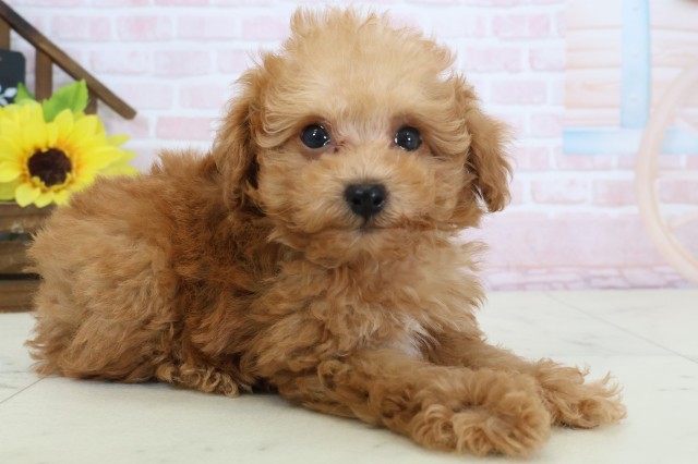 高知県のトイプードル(トイ) (Coo&RIKUのいち店/2026年4月3日生まれ/男の子/アプリコット)の子犬の2枚目の画像