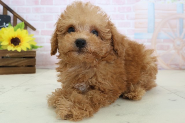 高知県のトイプードル(トイ) (Coo&RIKUのいち店/2026年4月3日生まれ/男の子/アプリコット)の子犬の3枚目の画像