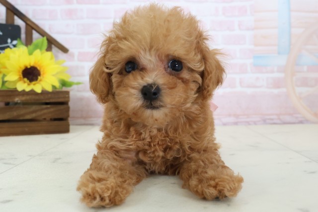 広島県のトイプードル(トイ) (Coo&RIKU福山店/2026年4月3日生まれ/女の子/アプリコット)の子犬