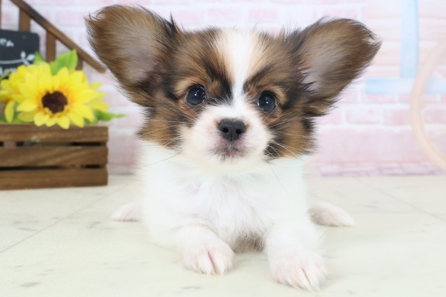山口県のパピヨン (Coo&RIKUサンパークあじす店/2026年4月4日生まれ/男の子/ブラウンホワイト)の子犬の1枚目の画像