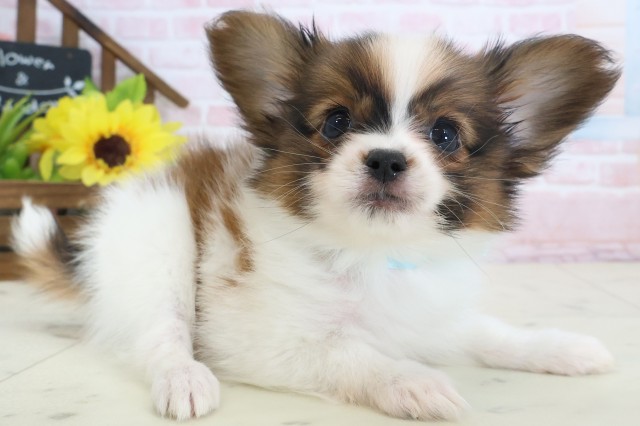 山口県のパピヨン (Coo&RIKUサンパークあじす店/2026年4月4日生まれ/男の子/ブラウンホワイト)の子犬の2枚目の画像