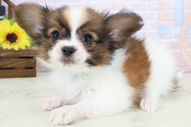山口県のパピヨン (Coo&RIKUサンパークあじす店/2026年4月4日生まれ/男の子/ブラウンホワイト)の子犬の3枚目の画像