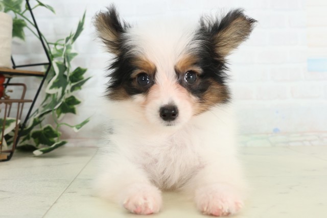 山口県のパピヨン (Coo&RIKUシーモール下関店/2026年4月3日生まれ/男の子/トライカラー)の子犬の1枚目の画像